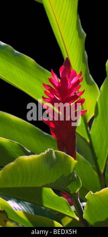 Red ginger (Alpinia purpurata) Stock Photo