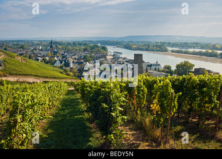 Wine town of Ruedesheim, Rheingau, Hesse, Germany, Europe Stock Photo