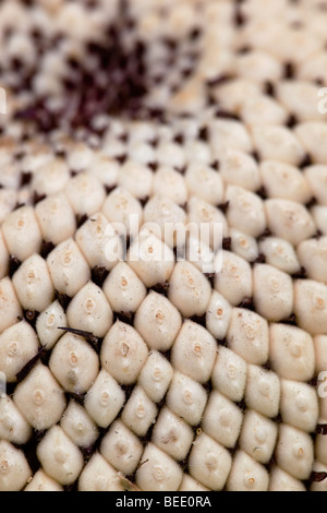 Sunflower; seed head