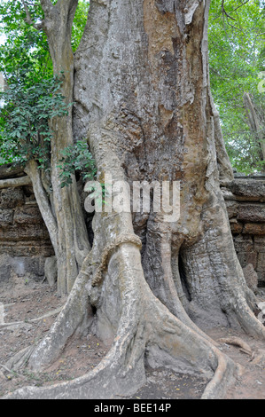 Tetrameles tree (Tetrameles nudiflora), tree's roots overgrowing the ruins of the temple complex of Ta Prohm, Angkor Thom, UNES Stock Photo