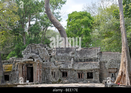 Tetrameles tree (Tetrameles nudiflora), tree's roots overgrowing the ruins of the temple complex of Ta Prohm, Angkor Thom, UNES Stock Photo