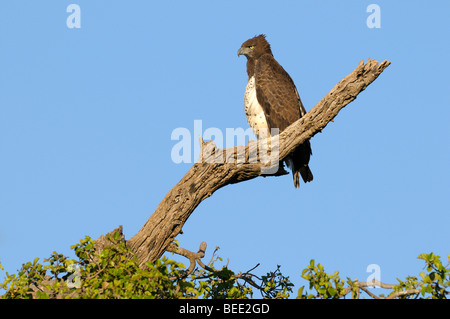 Martial Eagle (Polemaetus bellicosus) on its perch, Masai Mara Nature Reserve, Kenya, East Africa Stock Photo