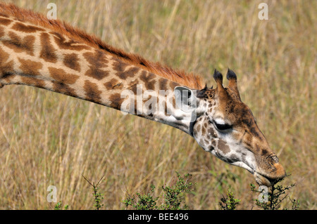 Masai Giraffe (Giraffa camelopardalis tippelskirchi), portrait, Masai Mara Nature Reserve, Kenya, East Africa