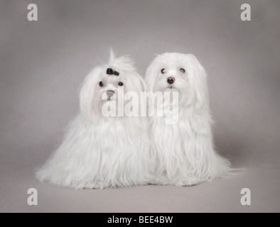 Two Maltese dog portrait on the grey background Stock Photo