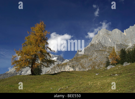 Solitary larch tree in autumn in an alpine mountain landscape, Hochkoenig Mountain, Alps, Berchtesgaden Alps, Salzburg, Austria Stock Photo