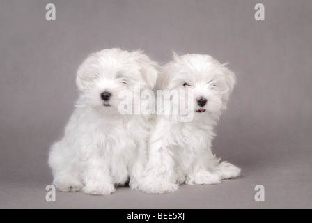 Two Maltese dog puppy portrait on the grey background Stock Photo