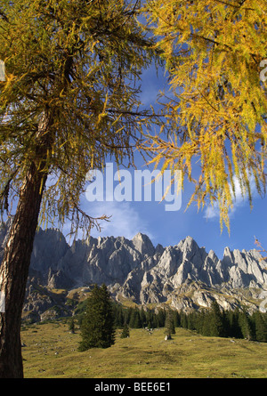 Different kinds of coniferous trees in the Austrian Alps, Larch, Spruce, Fir Stock Photo