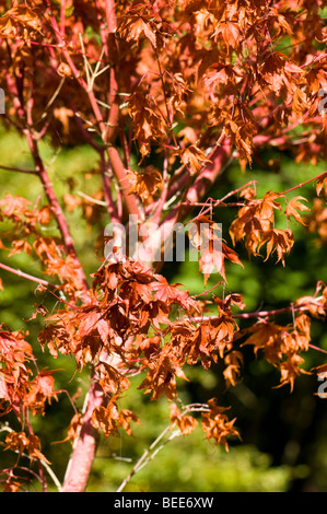 Acer palmatum, Sango kaku Stock Photo