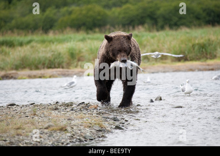 Grizzly bear walking with salmon in mouth in Geographic Bay Katmai National Park Alaska Stock Photo
