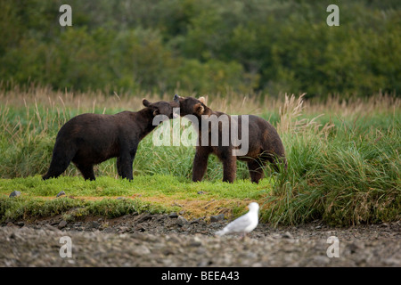 Two grizzly bears playing in green grass in Geographic Bay Katmai National Park Alaska Stock Photo