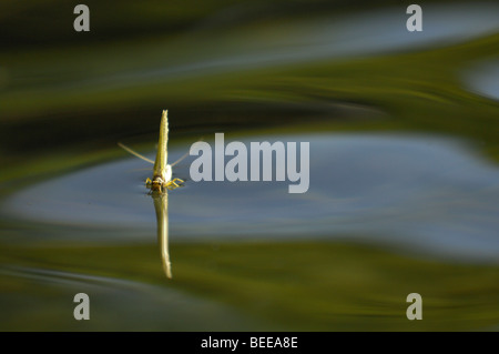 Adult mayfly on water Stock Photo