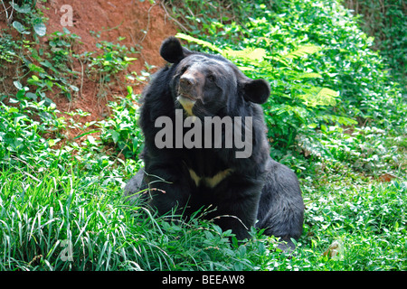 Himalayan Black Bear Stock Photo