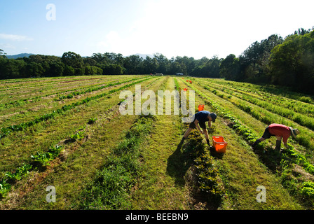 Mixed crop organic farm - Certified Organic Producer Stock Photo
