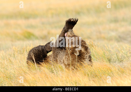 Stock photo of a brown bear laying on his back in a golden meadow, while licking his front paw. Stock Photo