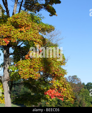 Sassafras albidum Sassafras, White Sassafras, Red Sassafras, or Silky Sassafras tree in autumn colour color. Stock Photo