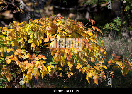 Poison ivy in fall autumn color colour. Stock Photo