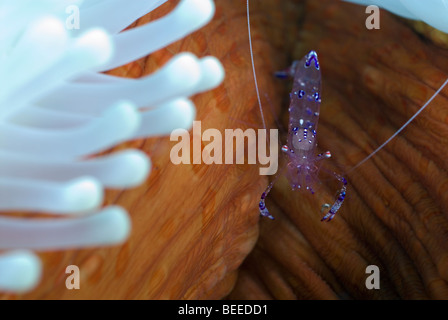 Commensal Shrimp on an orange and white anemone under water. Stock Photo