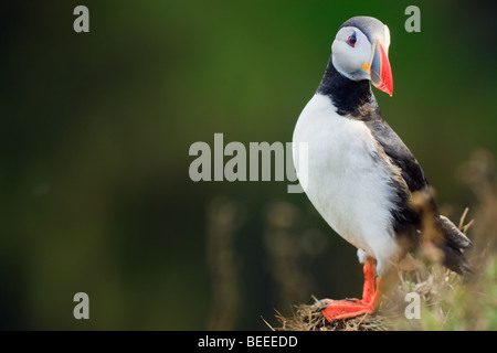 Atlantic Puffin on the cliffs at Dyrholaey, Iceland Stock Photo