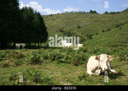 Blonde d'Aquitaine cows in the Pyrenees, Basque country Stock Photo