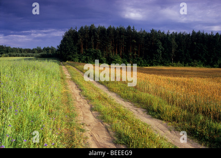 Country Road , Polish Organic Farm, Poland Countryside Stock Photo