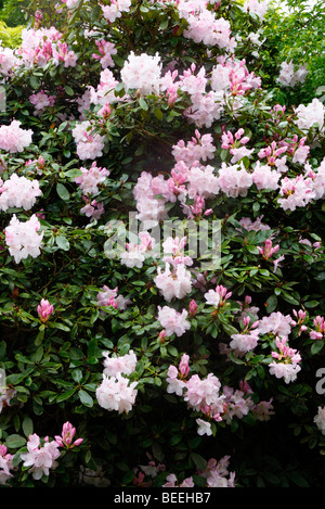 RHODODENDRON MRS CHARLES E PEARSON Stock Photo - Alamy