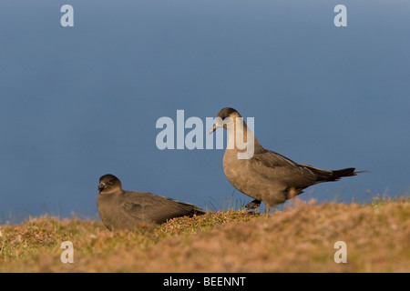 Arctic skua Stercorarius parasiticus dark phase Fair Isle Shetland Stock Photo