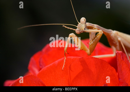 Praying Mantis preening its talons Stock Photo