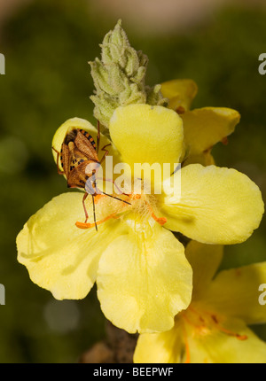 Stink bug on Great Mullein flower in Greece Stock Photo