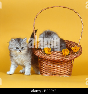 Two kittens Stock Photo