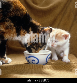 Cat sharing a bowl of milk with a white kitten Stock Photo