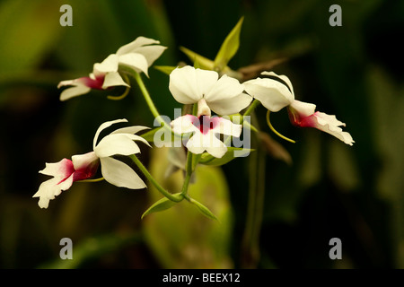 Orchid Calanthe vestita Stock Photo