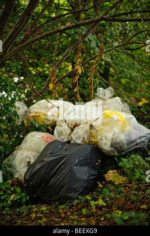 Plastic bags of domestic rubbish illegally fly-tipped in undergrowth woodland countryside, Wales UK Stock Photo