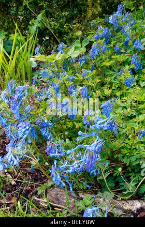 Corydalis 'Tory MP' - 'true blue and goes on and on' Stock Photo