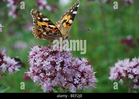 COMMON BUTTERFLY (orange with black and yellow spots) on a violet butterfly bush Stock Photo