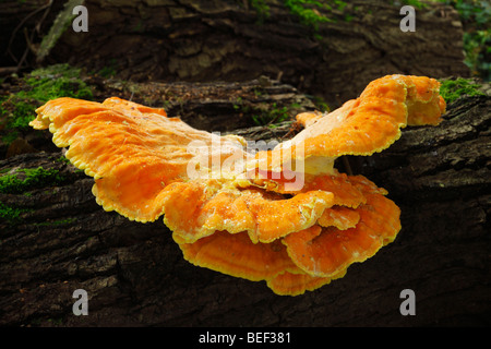 Laetiporus sulphureus fungi found on Oak. Common name, Chicken of the Woods . Sevenoaks Wildlife Reserve, Kent, England, UK. Stock Photo