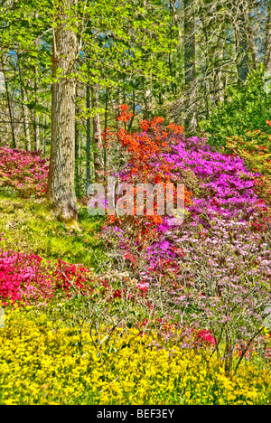 Azaleas on the Biltmore Estate in Asheville, North Carolina, USA Stock Photo