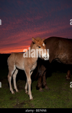 Mare and foal at sunset, Iceland Stock Photo