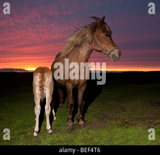 Mare and foal at sunset, Iceland Stock Photo