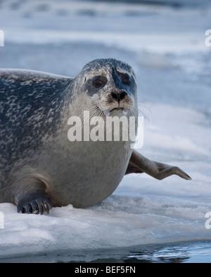 Seals sunbathing at Jokulsarlon Glacial Lagoon, Iceland Stock Photo