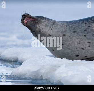 Seals sunbathing at Jokulsarlon Glacial Lagoon, Iceland Stock Photo