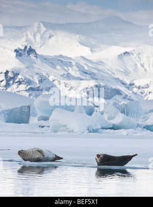 Seals sunbathing at Jokulsarlon Glacial Lagoon, Iceland Stock Photo