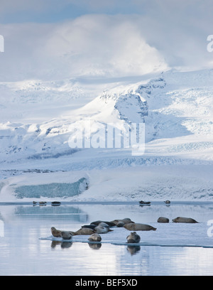 Seals sunbathing at Jokulsarlon Glacial Lagoon, Iceland Stock Photo