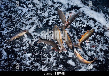 Arctic trout, Ice fishing on Lake Thingvellir, Iceland Stock Photo