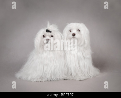 Two Adult Maltese dog portrait on the grey background Stock Photo