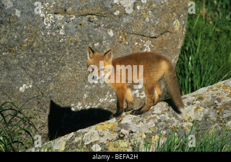 Red Fox (Vulpes vulpes), pup, Round island Sanctuary, Bering Sea, Alaska