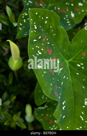 Close-up of a Caladium (Caladium bicolor) leaf in Guanacaste, Costa Rica. Stock Photo