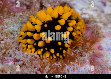 Black Nudibranch with yellow warts under water. Stock Photo
