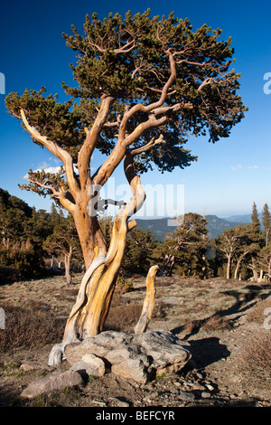 Bristle cone pine at Mount Evans in Colorado. Stock Photo