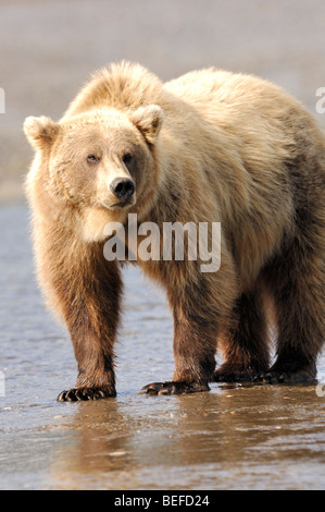 Stock photo of a blonde Alaskan brown bear standing in the water at low tide. Stock Photo