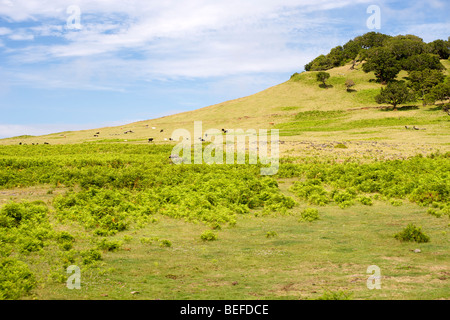 Landscape of Paul da Serra in the Parque Natural da Madeira. Stock Photo